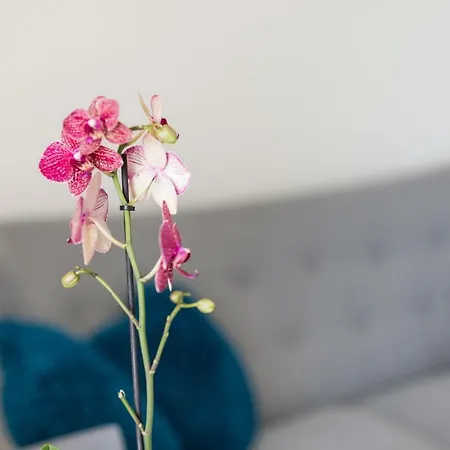 Captain Emo Appartement